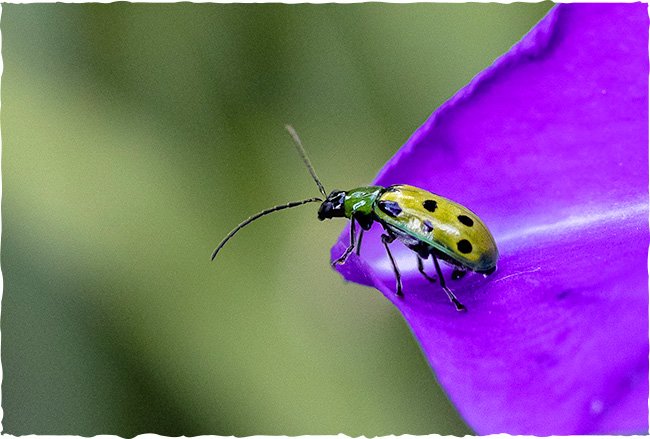 Wilde Blumen für Insekten