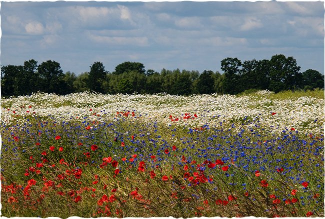 Wildblumenwiese mit verschiedenfarbenen Blumen