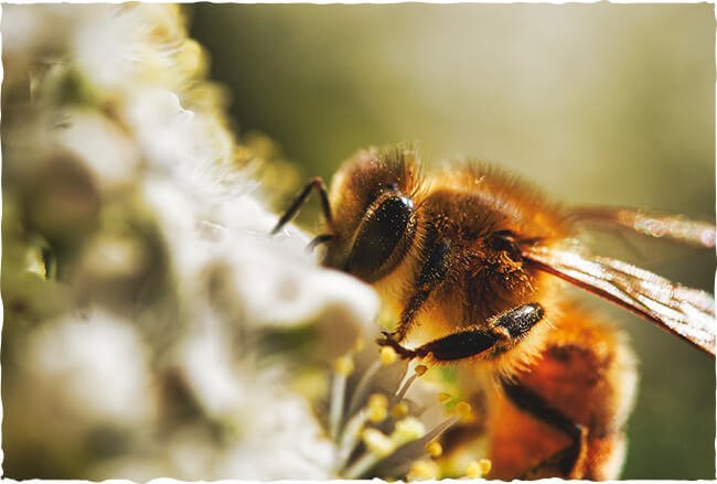 Bienen in der Natur