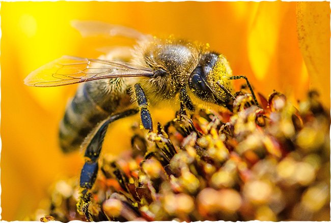 Bienen mit Pollen am Hinterlaib